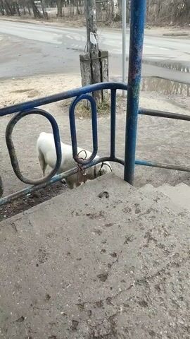 A stationary eye-level shot shows a white sheep tied to a blue railing on a concrete surface. The sheep is mostly obscured by the railing, but its back, rear, and head are visible. It has a dark muzzle or covering around its head. The railing is old and faded, with rust present. The concrete surface appears to be a step or platform.  In the background, there is a street with a silver or blue car driving on it. The area around the railing and steps is dirty with loose debris and gravel. A pole with what appears to be powerlines is on the left side of the scene. The overall environment seems urban and somewhat rundown. The weather is overcast, as indicated by the dull lighting.
