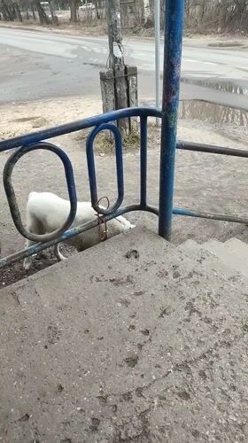 White sheep tethered to blue railing in Shuya, Russia