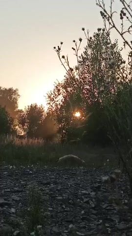 The video captures a tranquil outdoor scene at sunrise or sunset. The sun is low on the horizon, casting a warm glow and creating a hazy atmosphere. Silhouetted trees form a backdrop, with dense foliage and some taller plants with seed heads in the foreground. The ground is covered in small, dark rocks and patches of grass and wildflowers. There is a hint of movement in the middle ground, possibly an animal, adding a touch of life to the otherwise still landscape.