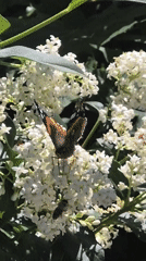 Nature blooms across Chișinău as witness documents summer morning