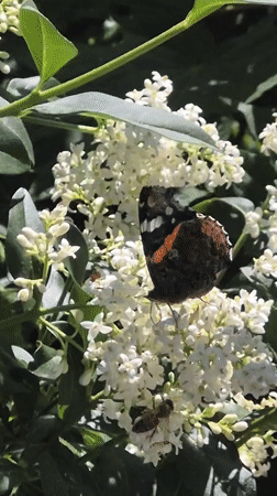 Nature blooms across Chișinău as witness documents summer morning