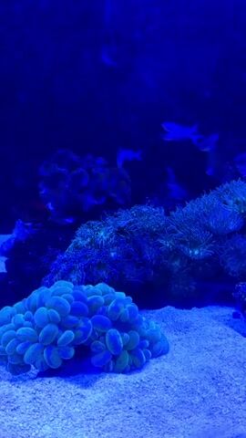 The video shows an underwater scene in a salt water aquarium. The lighting is predominantly blue. In the foreground, a cluster of green and blue coral, possibly a bubble coral, sits on a sandy substrate. Behind this, several types of reef rock and live coral are visible, including some with green and blue tentacles that appear to be anemones or similar invertebrates. In the background, several small, blue fish swim in the upper portion of the tank. The water is clear.
