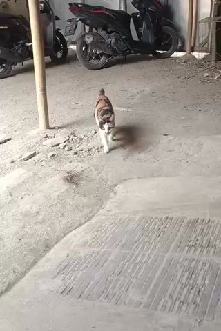 A calico cat stands on a concrete surface in front of two parked motorcycles. The cat turns its head from side to side as if looking for something or listening. The area appears to be an open-air garage or carport.