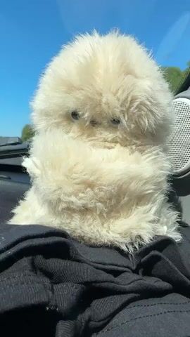 A close-up shot shows a fluffy, cream-colored stuffed toy with large, dark eyes sitting on a black fabric surface. The toy is positioned in the foreground, with the blurred background revealing a clear blue sky and hints of green foliage, suggesting an outdoor setting, possibly inside a vehicle due to the presence of what appears to be a car dashboard and speaker grille to the right. The lighting is bright and natural, indicating daytime. The toy remains stationary throughout the brief clip.