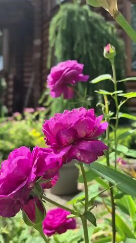 The video captures a close-up view of bright pink roses with green stems and leaves. In the background, a rustic wooden building and lush green foliage are visible. Sunlight illuminates the scene, creating a soft focus effect on the background elements. The camera appears to be positioned at eye level, looking slightly upwards at the roses. There are no people or animals present in the frame. The overall impression is one of a tranquil garden setting.