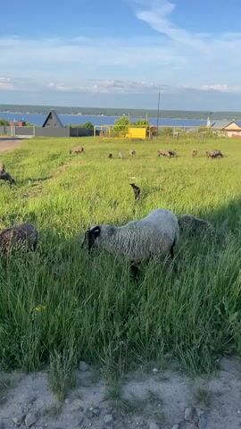 A flock of sheep is grazing in a lush green field under a clear blue sky. In the foreground, one large white sheep with a black face is grazing. Another black sheep is next to it, also grazing. In the background, there are several more sheep of varying colors, mostly white and light brown, scattered across the field, also grazing. A dirt road runs through the middle ground, and a yellow pipe-like structure is visible near the road. Beyond the field, a body of water can be seen, likely a lake or river, with distant land on the horizon. Some buildings are visible in the distance on the left side, and a few houses are on the right side near the water. The sun is shining brightly, casting shadows.