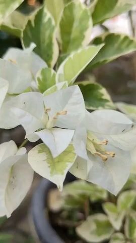 The video shows a close-up of white bougainvillea flowers. The bracts are white with some green variegation. The leaves behind the flowers are also variegated with green and white. The plant is in a pot, and there are background trees out of focus.