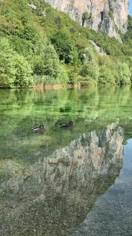 The video shows a tranquil scene of two ducks swimming on a crystal-clear, green-hued lake. The water is so transparent that the rocky bottom and submerged pebbles are visible. The ducks, appearing to be mallards, glide smoothly across the surface, their reflections shimmering in the water. The background features a lush, vibrant green forest cascading down a steep, rocky mountain face. The sunlight highlights the textures of the rocks and the foliage, creating a picturesque and serene environment. The overall impression is one of natural beauty and peaceful coexistence.
