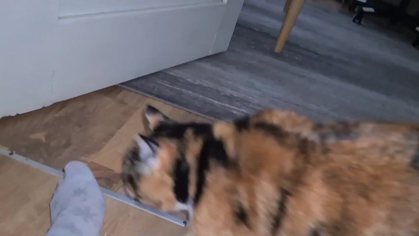 A cat with a calico pattern lies on a wooden floor near a person's foot covered in a gray sock. The cat has white paws, a black tail, and brown fur. The camera zooms in on the floor and then becomes blurry with red light.