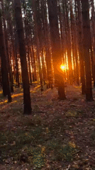 Golden hour in the pines, late summer afternoon