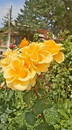 Roses in full bloom outside a building in Tüp, Kyrgyzstan
