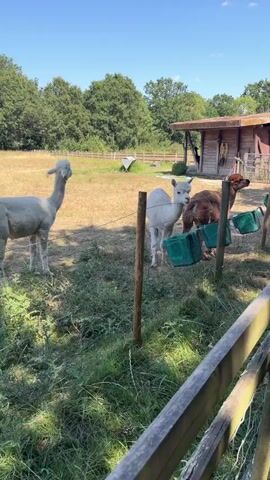 The video shows several alpacas in a fenced-in grassy field on a sunny day. In the foreground, a light-colored alpaca stands facing left, with its head turned back towards the camera. To its right, another light-colored alpaca stands facing forward, also looking towards the camera. Behind these two, a brown and white alpaca is visible, standing partially obscured. In the middle ground, a single light-colored alpaca is grazing in the dry grass. Further in the background, a wooden structure with a red roof is visible amongst trees. The field has dry, yellow grass, with patches of green grass and other vegetation in the foreground. A wooden fence runs along the bottom of the frame. The sky is clear and blue.