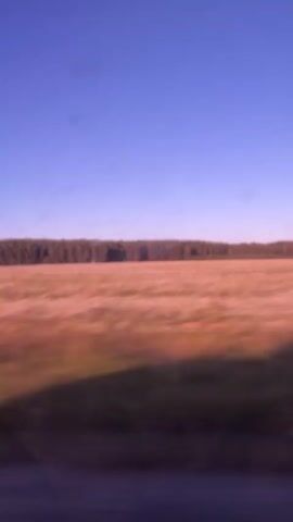 The video shows a landscape view from a moving vehicle. A vast, open field with sparse vegetation stretches across the mid-ground. The field appears to be a mix of grasses and possibly wildflowers, with some patches of reddish-brown and white visible. In the background, a dense line of trees forms a dark horizon against a clear, bright blue sky. The foreground is blurred and dark, indicating motion and possibly the vehicle's interior or side. The overall impression is of a sunny day in a rural or natural setting, with the perspective of someone traveling through the area.
