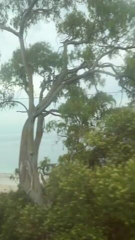 The video shows a perspective from inside a moving vehicle, looking out a window. The scene is dominated by lush green foliage, including trees and bushes. As the vehicle moves, the view transitions to a wider vista of the sea, with a few boats visible in the distance. The sky is overcast with clouds. The camera pans across the landscape, capturing the movement of the vegetation and the expansive seascape. The latter part of the video shows tall grasses swaying in the wind.