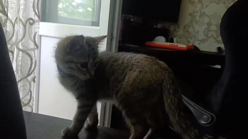 A tabby kitten with a blue collar stands on a dark wooden surface. The kitten is looking to its left and grooming its side. The background is blurred, but suggests an indoor environment with a window and furniture. The scene is lit by natural light coming from the left.