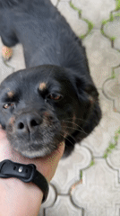 Garden afternoon in Kozova: roses, dogs, and homegrown vegetables