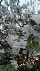 Apple trees bloom in Motyakovo, Russia