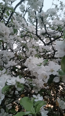 Apple trees bloom in Motyakovo, Russia