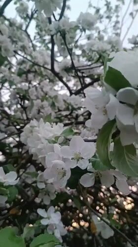 Apple trees bloom in Motyakovo, Russia