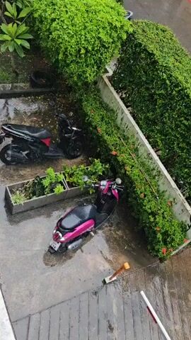 The video begins with a high-angle shot of a wet outdoor area, likely after rain. Two scooters are parked on a wet concrete surface. The scooter in the foreground is pink and purple, while the scooter behind it is black. Both scooters are facing in the same direction. Lush green bushes and plants surround the scooters. A white planter box is situated between the two scooters, containing some greenery. A broom with an orange handle lies on the wet concrete near the pink scooter. The scene then pans out to reveal a street lined with neatly trimmed hedges. A low wall with decorative elements runs along the street. Trees and buildings are visible in the background, with power lines overhead. The overall environment appears to be a residential or urban area with a focus on greenery.