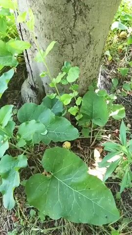The video captures a close-up view of the base of a large tree trunk, which then pans upwards through the branches and leaves. The trunk is light gray and shows some texture and a vertical split. Green foliage surrounds the base of the tree, with some large leaves in the foreground and smaller ones interspersed. As the camera moves up, the branches become more prominent, and the perspective shifts to looking up through the canopy. Sunlight filters through the leaves, creating dappled light. Several small, yellowish fruits are visible hanging from the branches. The scene appears to be an outdoor environment, likely a park or a garden, during the daytime. There are no people or animals visible in the video.