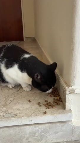A black and white cat eats kibble scattered on a marble floor next to a white wall and a dark brown door. The cat is positioned in the lower left corner of the frame, its head lowered to the floor as it consumes the food. The kibble is spread around the cat's face and further out into the foreground. The wall is painted a light color and has a white baseboard. The door appears to be made of wood.