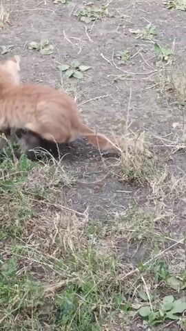 Two young kittens are wrestling and playing together on the ground outdoors. One kitten is orange and white, and the other is gray. They are tumbling around, batting at each other with their paws, and nipping playfully. The ground is dirt and dry grass.