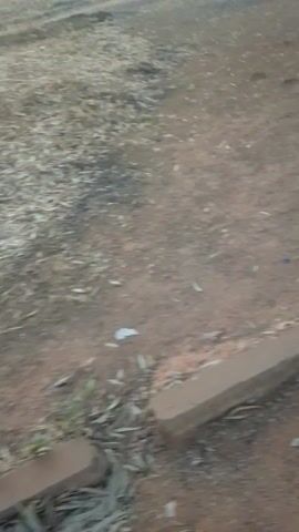 The video shows a low-angle view of a dry, reddish-brown dirt path or field, likely in Parma, Nigeria. To the right, a light-colored concrete curb separates the path from a slightly rougher, unkempt strip of ground with some dry leaves and debris. On the left side, several mature trees with light-colored bark line the path. Further in the background on the left, a multi-story building with multiple windows is visible. The camera moves forward along the path, suggesting a walk or drive. The lighting is soft, indicating either early morning or late afternoon. No people or text are visible.