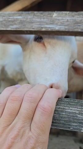 The video shows a person's hand reaching through a wooden fence towards a white goat. The goat licks the person's hand with its tongue. Then, the goat rests its head on the wooden fence. The camera focuses on the goat's face as it closes its eyes. The goat's eye is visible, which appears to be dark blue. The video has a close-up perspective, focusing on the interaction between the person's hand and the goat.