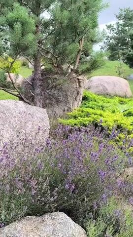 The video shows a close-up view of a garden with a variety of plants and rocks. In the foreground, there are several large, gray rocks and a lush patch of purple lavender. Behind the lavender, there is a dense growth of bright green, low-lying shrubs. A pine tree with green needles is visible in the upper left quadrant, its trunk partially obscured by a large, textured gray rock. In the background, there are more rocks and greenery, with hints of other trees and a cloudy sky. The camera appears to be moving slightly, offering a slow pan or zoom across the scene. There are no people or animals visible in the video. The overall impression is a serene and well-maintained garden landscape, likely in a temperate climate.