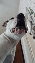 Domestic life documented: pets, garden flowers, everyday moments