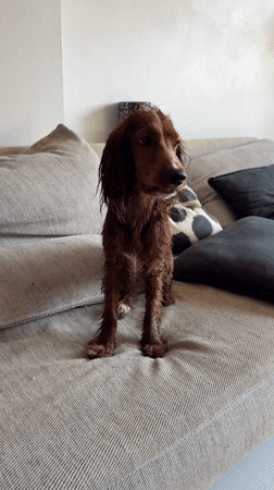 Wet dog stands on sofa in Chang Phueak