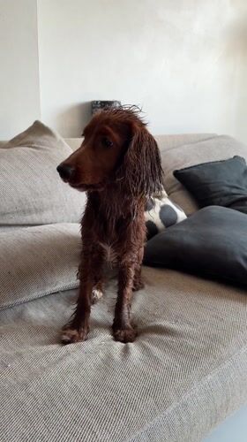 Wet dog stands on sofa in Chang Phueak