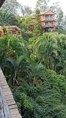 The video shows a view from a wooden balcony overlooking a lush, green landscape. Several tall palm trees and various types of greenery fill the foreground, partially obscuring the view. In the midground, there is a garden area with lounge chairs, straw umbrellas, and a small water feature, presumably a pool, near several buildings. Two wooden structures with multiple stories, possibly lodges or treehouses, are perched amongst the trees, adding to the natural setting. In the distance, there appears to be a body of water, presumably a lake, visible on the horizon. The scene is well-lit, suggesting it is daytime.