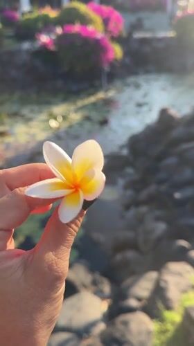 Plumeria and lily pads at a Kuta Selatan resort garden