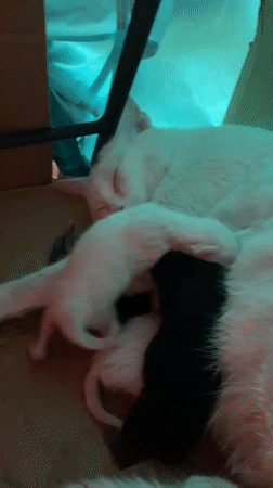 White cat nurses newborn kittens in cardboard box Da Lat