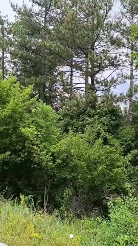 This media file is a video showcasing a dense, overgrown natural landscape. The scene is dominated by a variety of trees and lush green foliage, suggesting a forest or woodland area. In the foreground, there is a white object, possibly a marker or a piece of debris, nestled among tall grasses and smaller plants. The trees vary in type and age; some are tall and mature, with dense canopies of green leaves, while others appear older or have died, with bare branches reaching towards the sky. The overall impression is one of wild, untamed nature.

The time of day appears to be daytime, likely late morning or early afternoon, given the brightness of the light. The sky is overcast with clouds, indicating a possibly humid or pre-rainy weather condition. There are no visible people or man-made objects in the immediate scene, apart from the white object in the foreground. The dense vegetation implies a natural setting, possibly a rural or undeveloped area. The location context provided is Krum, Bulgaria, which would suggest a natural landscape typical of that region. No text is visible within the video frames. The overall mood conveyed is one of natural beauty and perhaps a sense of peaceful solitude due to the absence of human presence.