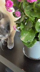 Siamese Cat Investigates Pink Flowering Plant in Antwerp Home