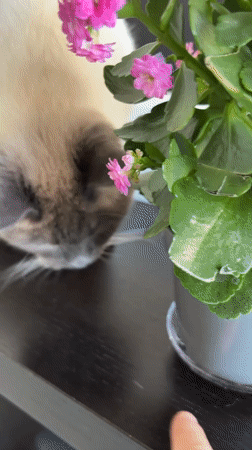 Siamese Cat Investigates Pink Flowering Plant in Antwerp Home