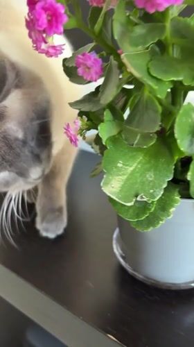 Siamese Cat Investigates Pink Flowering Plant in Antwerp Home