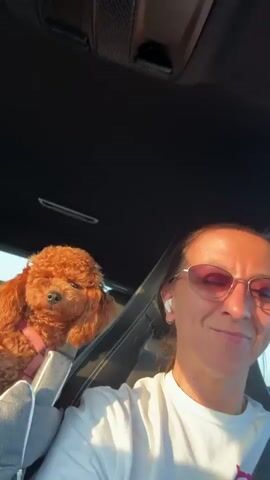 A person wearing sunglasses and a white t-shirt is in the driver's seat of a car, filming themselves and their small, reddish-brown poodle. The dog is in a gray and white carrier in the passenger seat, wearing a pink harness. The car appears to be moving as indicated by the slight blur in the background and the way the light is hitting the person's face. The interior of the car is visible, including the black headliner and dark leather seats. The time of day appears to be late afternoon or early evening due to the warm, golden light.