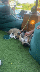 Pomeranian puppies and a golden retriever on a lazy morning out