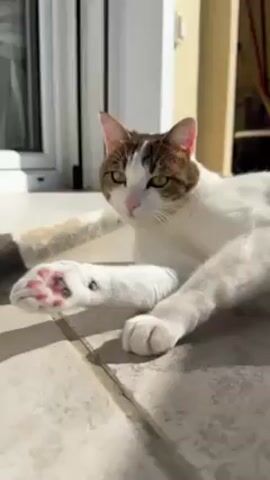 A cat lies on a tiled floor, resting one paw extended. The cat is mostly white with brown patches on its head, and has green eyes. Its paw has pink and black paw pads. The cat is basking in sunlight. In the background, there's a white-framed window and a glimpse of what looks like a room interior.