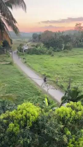 The video captures a scenic view of a rural landscape at dusk or dawn. A narrow, grey asphalt road cuts through a vast, green field. Several figures are walking along the road, appearing as small silhouettes in the distance. The field is bordered by lush trees and vegetation, including palm trees and what looks like mango trees, which are in the foreground. The sky is painted with hues of pink, orange, and hints of purple, suggesting a sunrise or sunset. A few buildings are visible in the distance, scattered among the trees. The overall scene presents a tranquil and serene atmosphere.