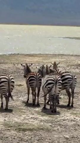 The video shows a small group of zebras standing on dry, cracked ground near a body of light-colored water. The zebras are facing in different directions, some looking toward the water and others looking away. There are hills or mountains in the background under a bright sky.