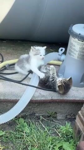 Two young kittens, one white with gray patches and the other tabby, are playfully wrestling on a textured, outdoor surface. The tabby kitten is lying on its back, while the white and gray kitten is playfully pouncing and batting at it with its paws. They are positioned near a large, gray cylindrical object, possibly a water tank or a pool filter, which has a white hose attached to it. A smaller gray and white object with a handle is also visible to the right of the larger cylinder. The ground around them is covered with green grass and some dirt. The scene appears to be outdoors, likely in a backyard or garden, given the presence of plants and natural ground cover. The lighting suggests it is daytime, possibly late morning or afternoon, with sunlight casting shadows. The kittens' playful interaction conveys a sense of innocence and energy. The text visible on the gray cylinder reads "ROLCURRA" and appears to be a brand name or model number, with other smaller text below it. The overall setting is casual and domestic.
