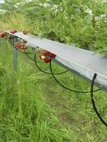 The video shows a close-up view of a hydroponic strawberry farm. Ripe red strawberries and unripe green strawberries are visible, hanging from plants grown in a raised trough. The trough appears to be made of metal and is supported by metal legs. Black irrigation tubes are visible hanging below the trough, suggesting a drip irrigation system. The surrounding area is filled with lush green grass and foliage, indicating an outdoor or greenhouse environment. The lighting suggests it is daytime, possibly overcast. The camera slowly pans across the strawberry plants, focusing on the fruit and the hydroponic setup.