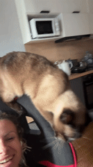 Chilling at home with a Sphynx cat