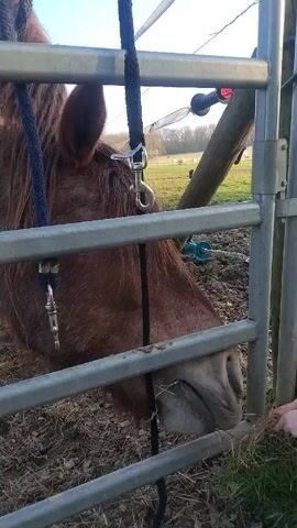 The video shows a brown horse standing behind a gray metal fence. The horse is wearing a blue and black rope halter with metal clips. A hand is visible through the fence, offering the horse some hay. The horse's muzzle is visible as it eats the hay. The background shows a green field with trees and a blue sky.  A portion of a wood and wire fence with safety lights is also visible behind the metal fence.