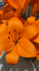 Close-up moments with orange lilies and a quick selfie session